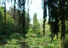 Photo 461a  The same photo made to look like a painting (Giverny, France)